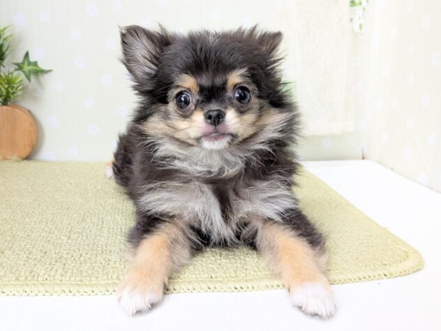 愛媛県のハーフ犬・ミックス犬 (アミーゴ松山久米店/2026年3月3日生まれ/女の子/ブラックタン)の子犬