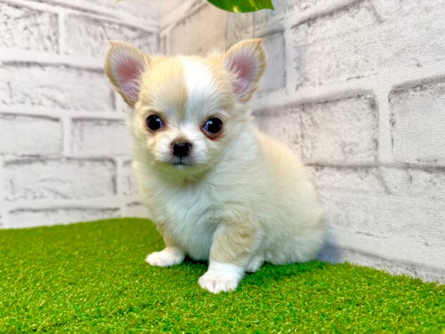 岡山県のチワワ(ロング) (アミーゴ妹尾店/2026年3月12日生まれ/男の子/クリームホワイト)の子犬の1枚目の画像