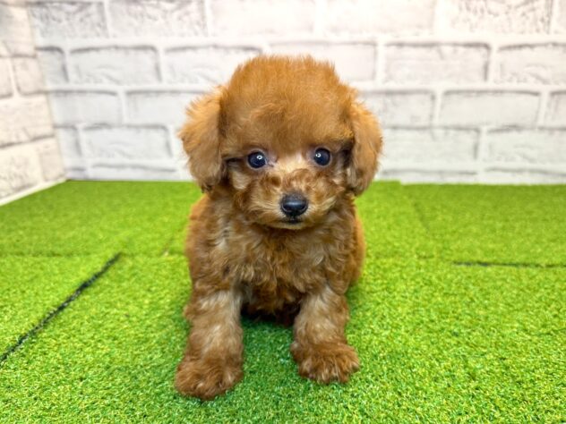 岡山県のトイプードル(トイ) (アミーゴ妹尾店/2026年3月10日生まれ/男の子/レッドフォーン)の子犬の1枚目の画像