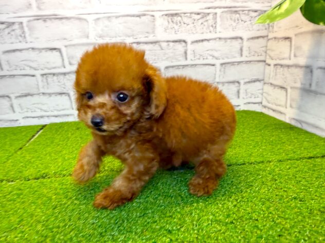 岡山県のトイプードル(トイ) (アミーゴ妹尾店/2026年3月10日生まれ/男の子/レッドフォーン)の子犬の3枚目の画像