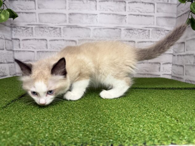 岡山県のラグドール (アミーゴ妹尾店/2026年3月9日生まれ/男の子/シールポイントバイカラー)の子猫の2枚目の画像