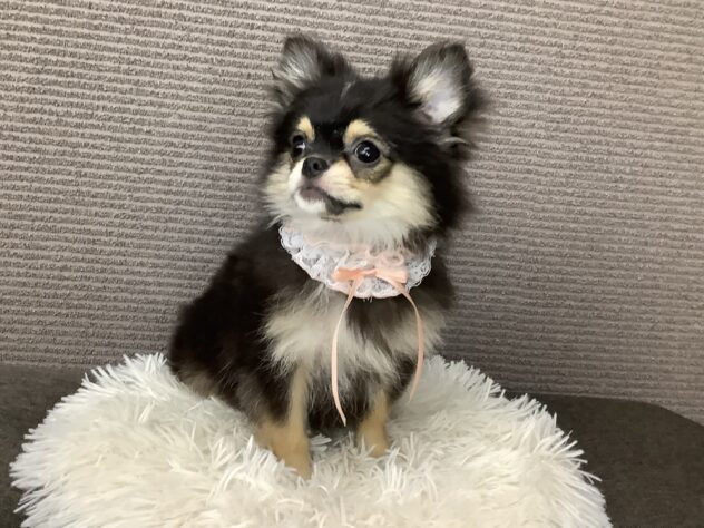 愛媛県のハーフ犬・ミックス犬 (アミーゴ松山久米店/2026年3月3日生まれ/女の子/ブラックタン)の子犬の2枚目の画像