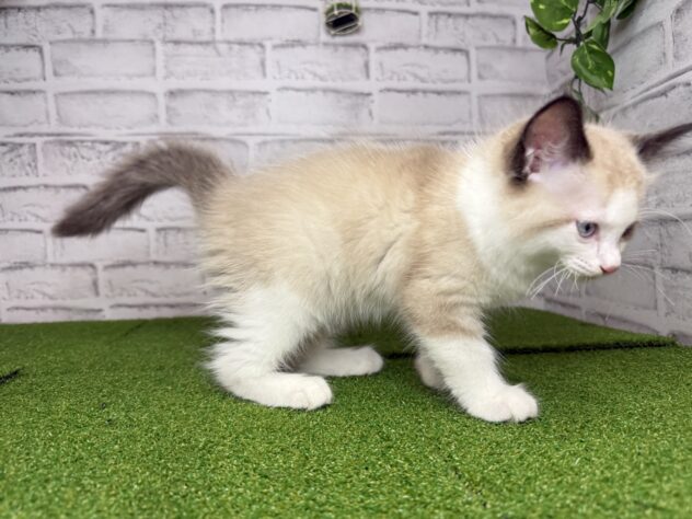 岡山県のラグドール (アミーゴ妹尾店/2026年3月9日生まれ/男の子/シールポイントバイカラー)の子猫の3枚目の画像