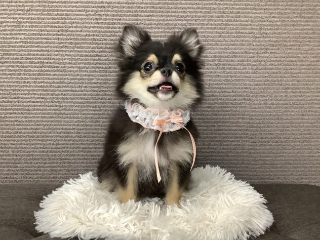 愛媛県のハーフ犬・ミックス犬 (アミーゴ松山久米店/2026年3月3日生まれ/女の子/ブラックタン)の子犬の3枚目の画像