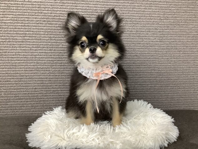 愛媛県のハーフ犬・ミックス犬 (アミーゴ松山久米店/2026年3月3日生まれ/女の子/ブラックタン)の子犬の1枚目の画像