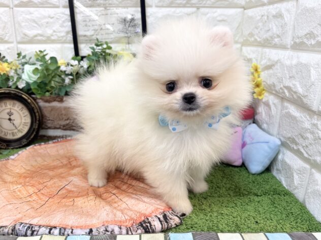 兵庫県のポメラニアン (ワンキャラット アミーゴ姫路花田店/2026年3月19日生まれ/男の子/クリーム)の子犬の3枚目の画像