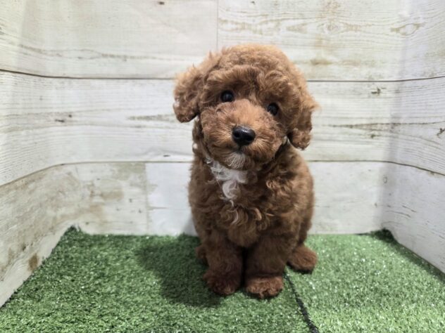 徳島県のトイプードル(トイ) (アミーゴ徳島沖浜店/2026年3月6日生まれ/女の子/レッド)の子犬
