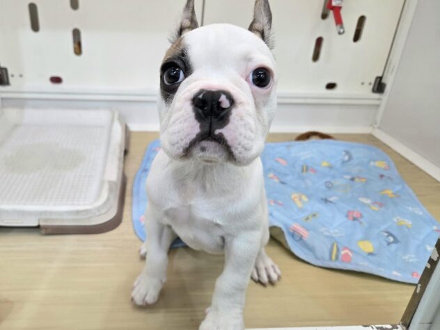 徳島県のフレンチブルドッグ (アミーゴ徳島沖浜店/2026年2月15日生まれ/男の子/パイド)の子犬の1枚目の画像