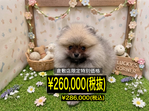 岡山県のポメラニアン (アミーゴ倉敷店/2026年3月3日生まれ/男の子/ウルフセーブル)の子犬