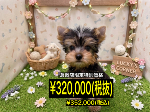 岡山県のヨークシャーテリア (アミーゴ倉敷店/2026年3月22日生まれ/女の子/スチールブルータン)の子犬
