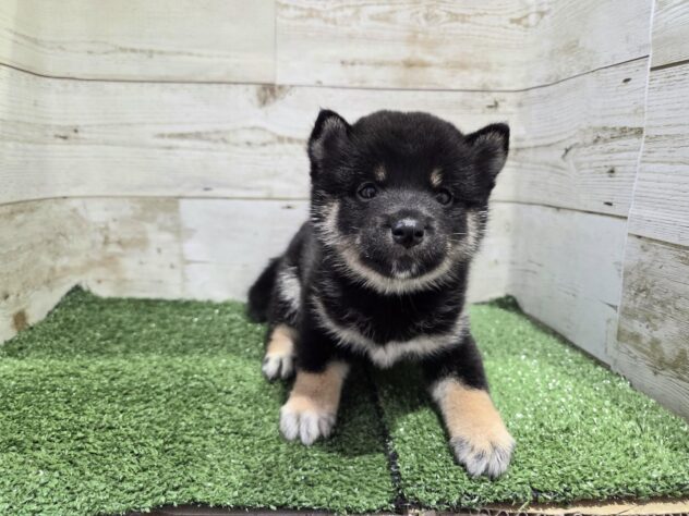 徳島県の豆柴 (アミーゴ徳島沖浜店/2026年3月22日生まれ/女の子/黒)の子犬の2枚目の画像