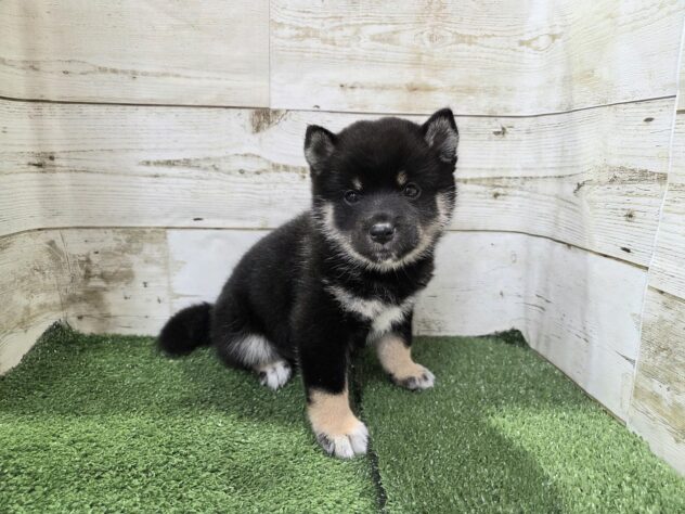 徳島県の豆柴 (アミーゴ徳島沖浜店/2026年3月22日生まれ/女の子/黒)の子犬の3枚目の画像
