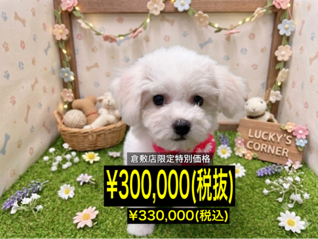 岡山県のビションフリーゼ (アミーゴ倉敷店/2026年3月22日生まれ/女の子/ホワイト)の子犬
