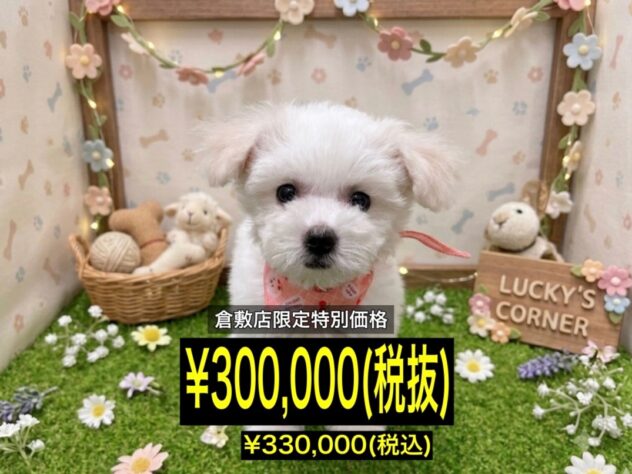 岡山県のビションフリーゼ (アミーゴ倉敷店/2026年3月22日生まれ/女の子/ホワイト)の子犬