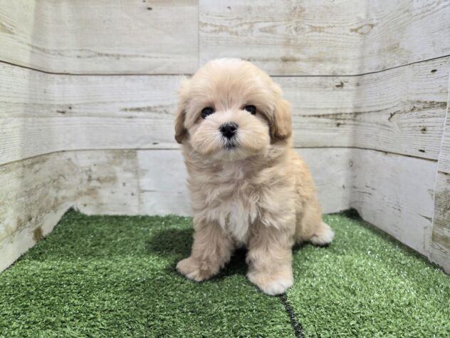 徳島県のハーフ犬・ミックス犬 (アミーゴ徳島沖浜店/2026年4月1日生まれ/女の子/アプリコット)の子犬の1枚目の画像