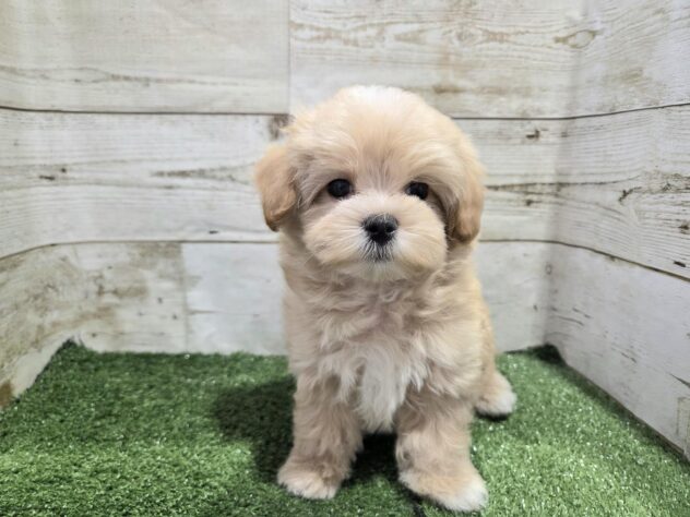 徳島県のハーフ犬・ミックス犬 (アミーゴ徳島沖浜店/2026年4月1日生まれ/女の子/アプリコット)の子犬の3枚目の画像