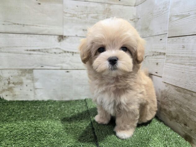 徳島県のハーフ犬・ミックス犬 (アミーゴ徳島沖浜店/2026年4月1日生まれ/女の子/アプリコット)の子犬の2枚目の画像
