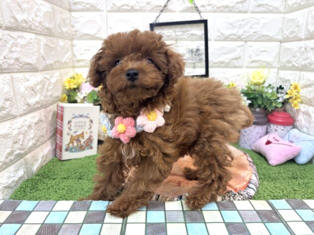 兵庫県のトイプードル(トイ) (ワンキャラット アミーゴ姫路花田店/2026年2月11日生まれ/女の子/レッドフォーン)の子犬の4枚目の画像