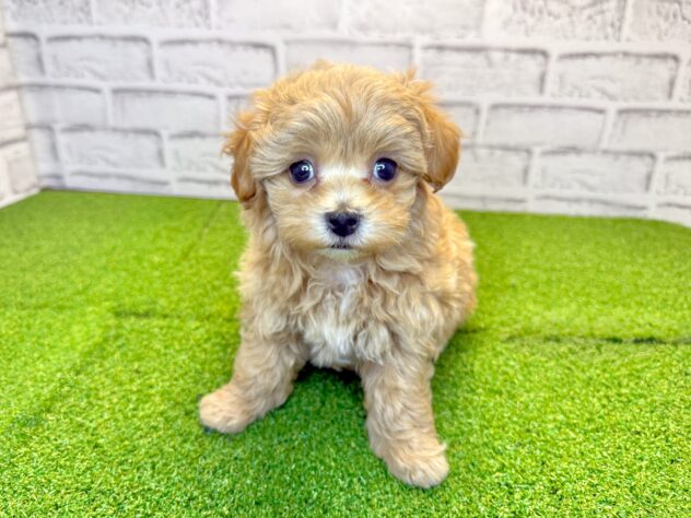 岡山県のハーフ犬・ミックス犬 (アミーゴ妹尾店/2026年3月19日生まれ/女の子/クリーム)の子犬