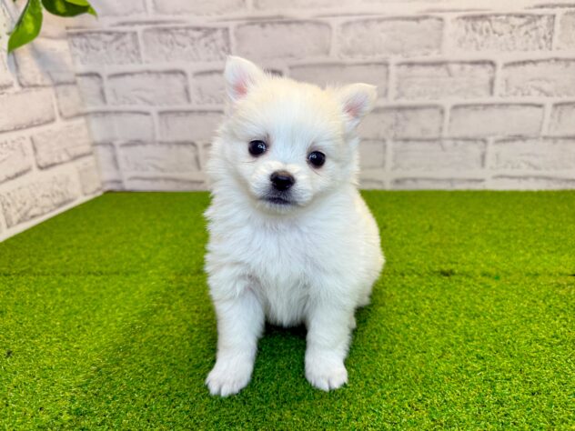 岡山県のハーフ犬・ミックス犬 (アミーゴ妹尾店/2026年3月18日生まれ/女の子/クリーム)の子犬