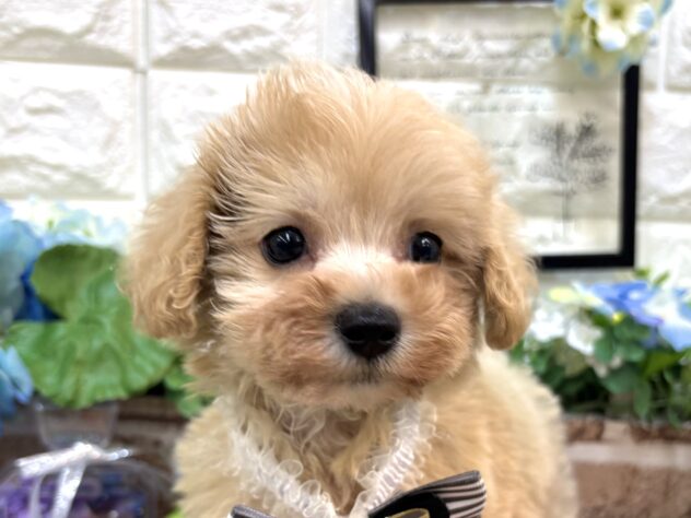 兵庫県のハーフ犬・ミックス犬 (ワンキャラット アミーゴ姫路花田店/2026年4月3日生まれ/男の子/クリーム)の子犬の1枚目の画像