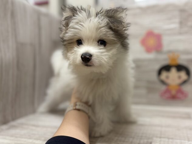 岩手県のハーフ犬・ミックス犬 (アミーゴ一関店/2025年12月4日生まれ/男の子/パーティーカラー)の子犬