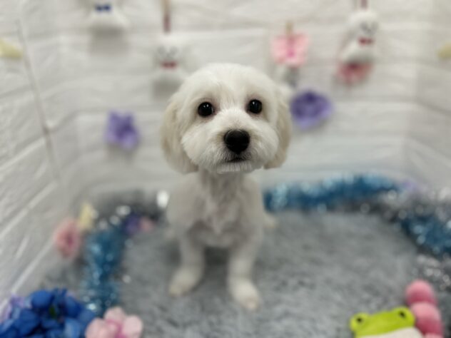 岩手県のハーフ犬・ミックス犬 (アミーゴ一関店/2025年12月8日生まれ/男の子/クリーム)の子犬