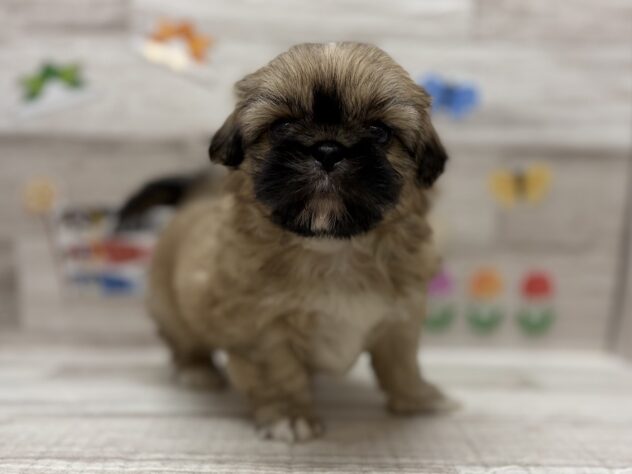 岩手県のハーフ犬・ミックス犬 (アミーゴ一関店/2026年3月4日生まれ/男の子/フォーンホワイト)の子犬