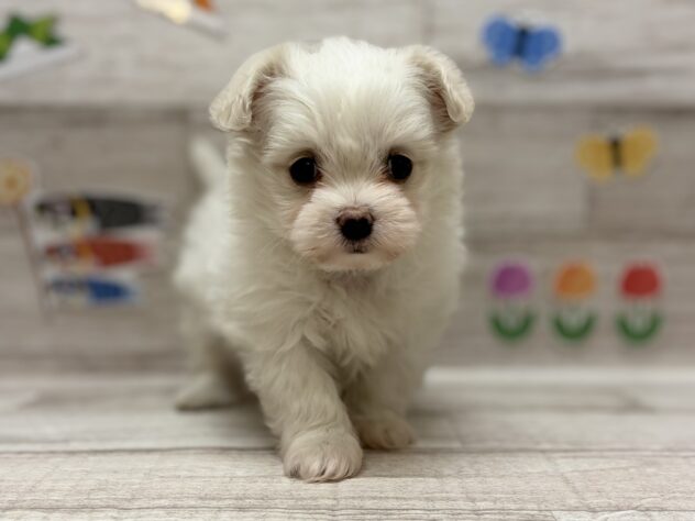 岩手県のハーフ犬・ミックス犬 (アミーゴ一関店/2026年3月5日生まれ/男の子/ホワイトクリーム)の子犬
