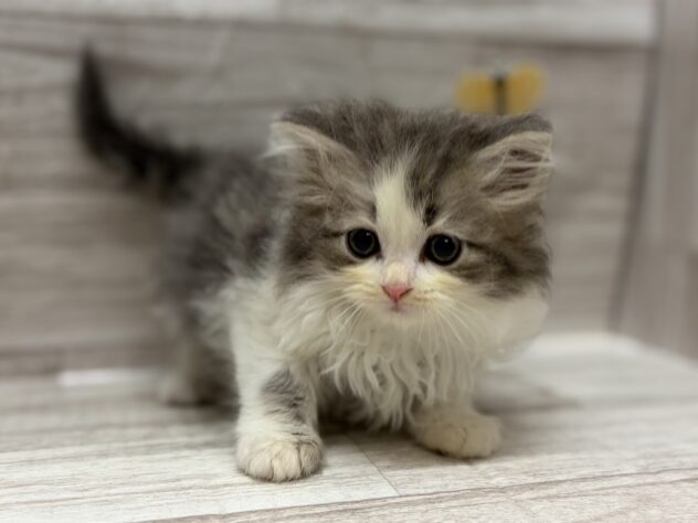 岩手県のサイベリアン (アミーゴ一関店/2026年2月25日生まれ/男の子/ブルータビーホワイト)の子猫