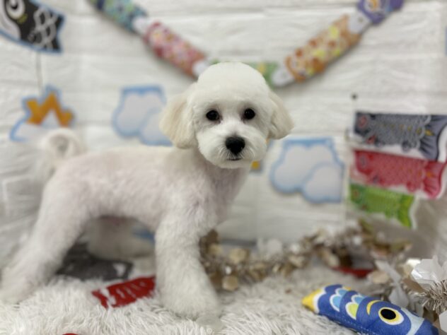 岩手県のハーフ犬・ミックス犬 (アミーゴ一関店/2025年10月14日生まれ/男の子/クリーム)の子犬