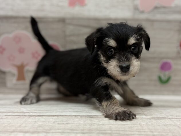 岩手県のハーフ犬・ミックス犬 (アミーゴ一関店/2026年2月24日生まれ/女の子/ブラックホワイト)の子犬