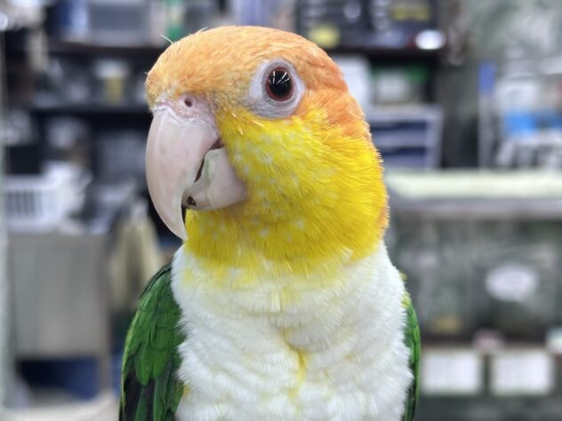 シロハラインコ | ペットワールド アミーゴ