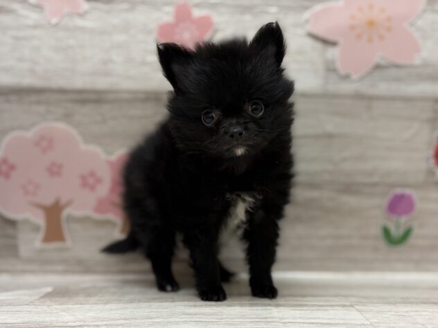 岩手県のハーフ犬・ミックス犬 (アミーゴ一関店/2026年2月8日生まれ/男の子/ブラック)の子犬