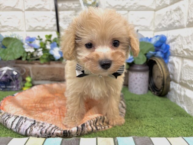兵庫県のハーフ犬・ミックス犬 (ワンキャラット アミーゴ姫路花田店/2026年4月3日生まれ/男の子/クリーム)の子犬の3枚目の画像