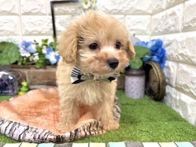 兵庫県のハーフ犬・ミックス犬 (ワンキャラット アミーゴ姫路花田店/2026年4月3日生まれ/男の子/クリーム)の子犬の4枚目の画像