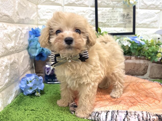 兵庫県のハーフ犬・ミックス犬 (ワンキャラット アミーゴ姫路花田店/2026年4月3日生まれ/男の子/クリーム)の子犬の2枚目の画像