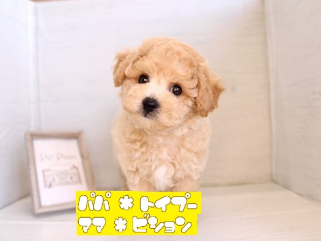 兵庫県のハーフ犬・ミックス犬 (ペット・プラザ アミーゴ神戸灘店/2026年3月13日生まれ/男の子/クリーム)の子犬の1枚目の画像