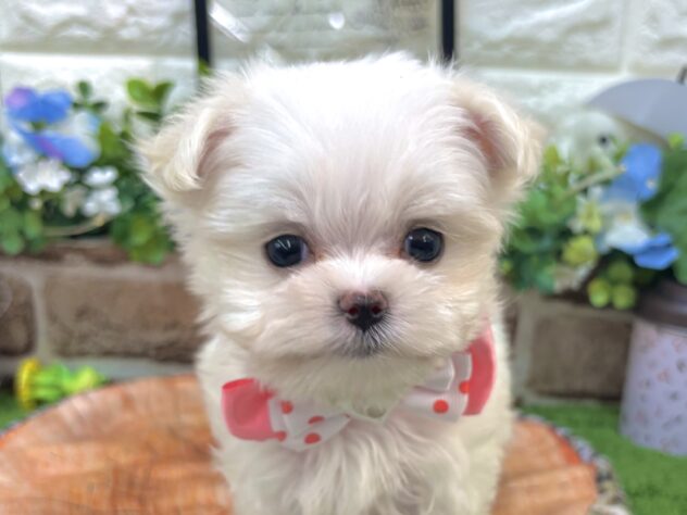 兵庫県のハーフ犬・ミックス犬 (ワンキャラット アミーゴ姫路花田店/2026年4月1日生まれ/女の子/ホワイト)の子犬の1枚目の画像