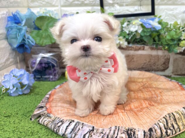兵庫県のハーフ犬・ミックス犬 (ワンキャラット アミーゴ姫路花田店/2026年4月1日生まれ/女の子/ホワイト)の子犬の2枚目の画像