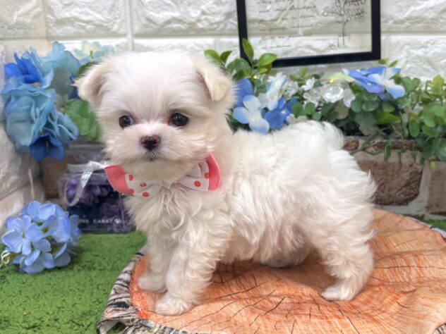 兵庫県のハーフ犬・ミックス犬 (ワンキャラット アミーゴ姫路花田店/2026年4月1日生まれ/女の子/ホワイト)の子犬の3枚目の画像