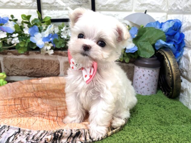 兵庫県のハーフ犬・ミックス犬 (ワンキャラット アミーゴ姫路花田店/2026年4月1日生まれ/女の子/ホワイト)の子犬の4枚目の画像