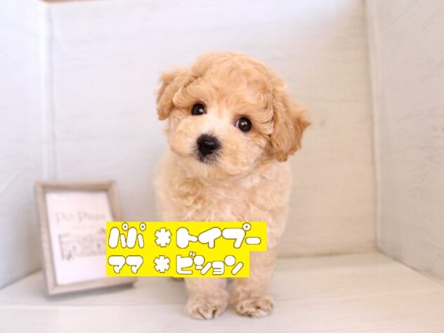 兵庫県のハーフ犬・ミックス犬 (ペット・プラザ アミーゴ神戸灘店/2026年3月13日生まれ/男の子/クリーム)の子犬の1枚目の画像