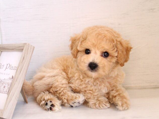 兵庫県のハーフ犬・ミックス犬 (ペット・プラザ アミーゴ神戸灘店/2026年3月13日生まれ/男の子/クリーム)の子犬の3枚目の画像