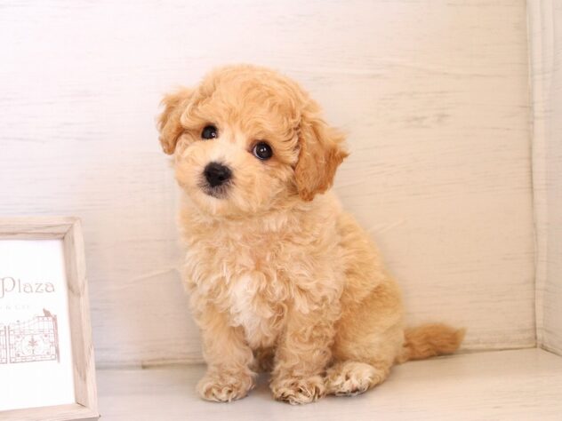 兵庫県のハーフ犬・ミックス犬 (ペット・プラザ アミーゴ神戸灘店/2026年3月13日生まれ/男の子/クリーム)の子犬の4枚目の画像