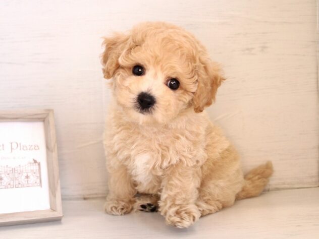 兵庫県のハーフ犬・ミックス犬 (ペット・プラザ アミーゴ神戸灘店/2026年3月13日生まれ/男の子/クリーム)の子犬の2枚目の画像