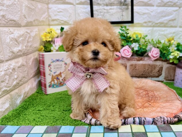 兵庫県のトイプードル(トイ) (ワンキャラット アミーゴ姫路花田店/2026年3月12日生まれ/女の子/オレンジフォーン(旧アプリコット))の子犬の2枚目の画像
