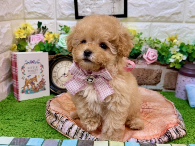 兵庫県のトイプードル(トイ) (ワンキャラット アミーゴ姫路花田店/2026年3月12日生まれ/女の子/オレンジフォーン(旧アプリコット))の子犬の3枚目の画像