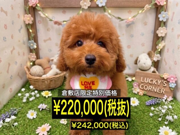 岡山県のトイプードル(トイ) (アミーゴ倉敷店/2026年3月15日生まれ/女の子/レッドフォーン)の子犬