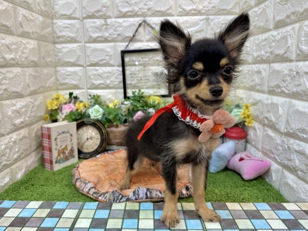 兵庫県のハーフ犬・ミックス犬 (ワンキャラット アミーゴ姫路花田店/2025年12月23日生まれ/女の子/ブラックタン)の子犬の3枚目の画像